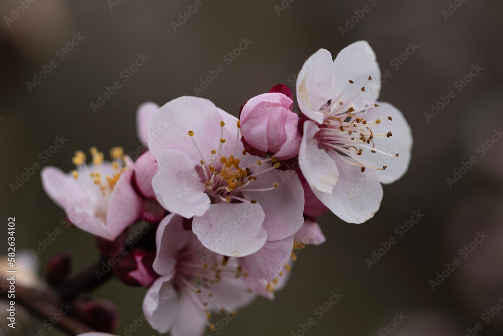 Apricot flowers are a true testament to the beauty of nature. Delicate and elegant, they bloom in a profusion of soft pink and white petals, announcing the arrival of spring with their sweet fragrance