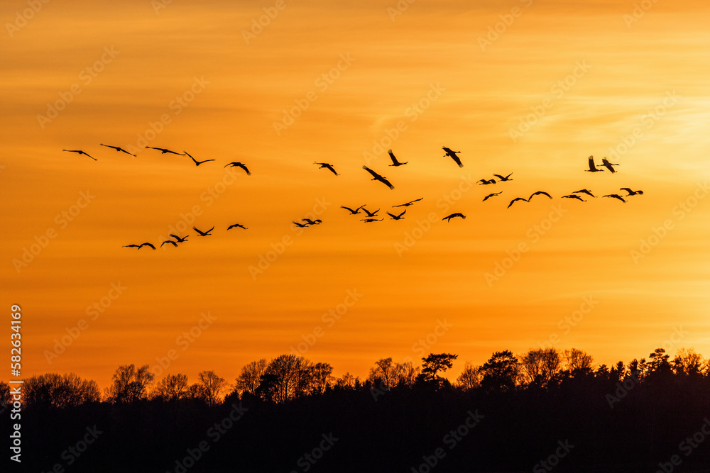 Flock of cranes flying in a beautiful sunset Flock of cranes flying in a beautiful sunset
