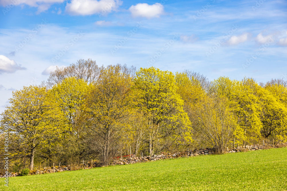 Lush green trees at springtime by a field