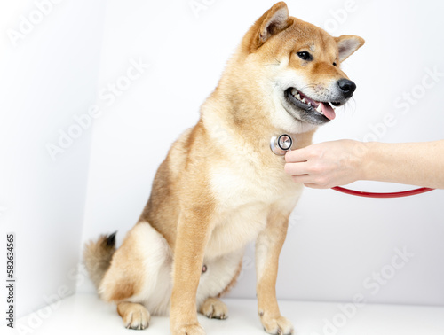 a dog with a stethoscope at a veterinarian's appointment