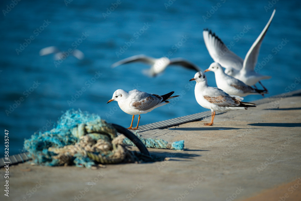 Fototapeta premium Mouettes sur le quai d'un port de pêche