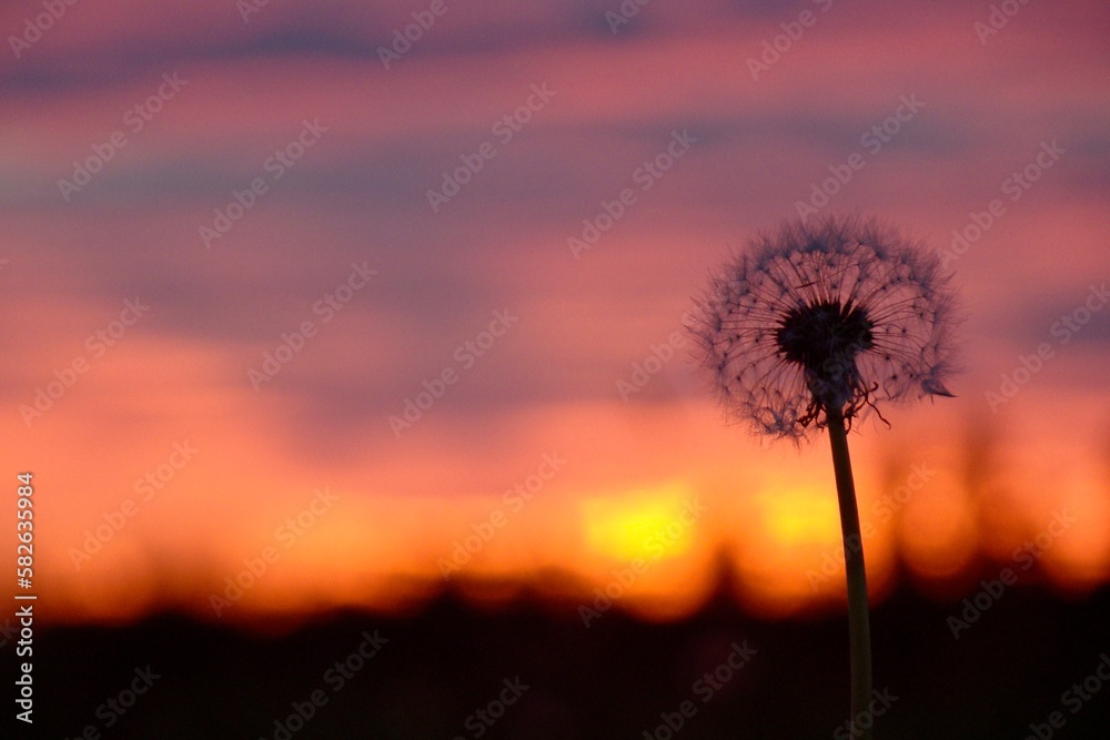 dandelion macro, at blured sunset background
