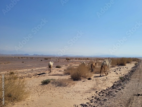 dromedarios en el desierto de jordania photo