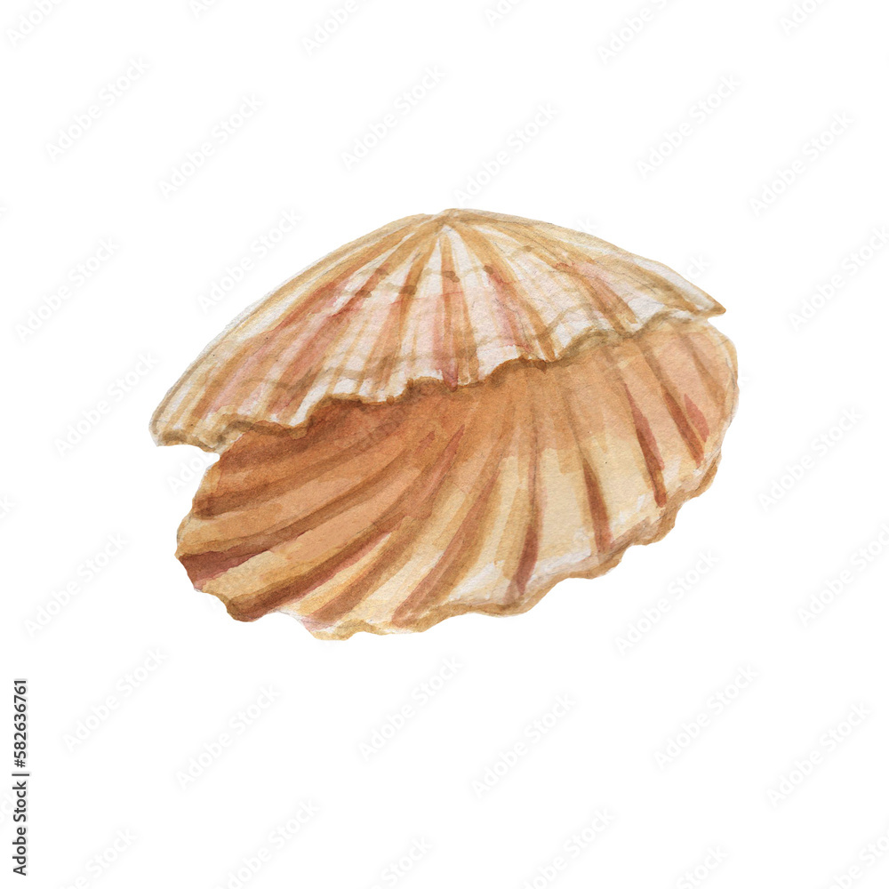 seashells shells marine nature aquatic underwater world wild nature Hand drawn watercolor illustration. Set isolated on white background sketch realistic style seashells shells marine nature aquatic underwater world wild nature Hand drawn watercolor illustration. Set isolated on white background sketch realistic style