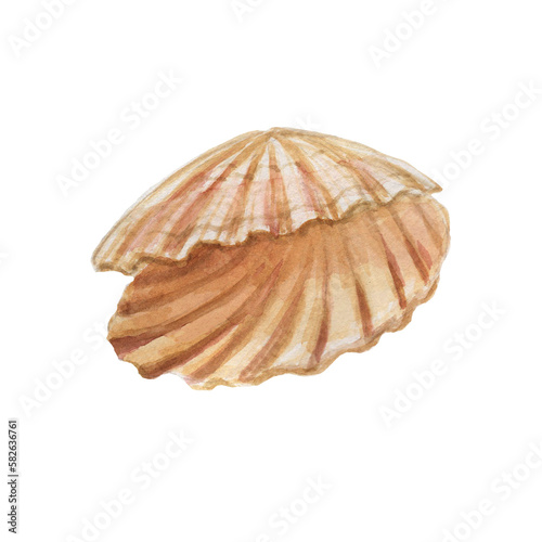 seashells shells marine nature aquatic underwater world wild nature Hand drawn watercolor illustration. Set isolated on white background sketch realistic style