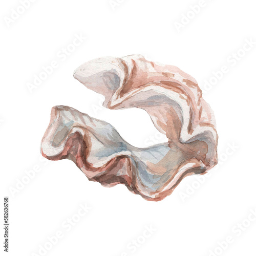 seashells shells marine nature aquatic underwater world wild nature Hand drawn watercolor illustration. Set isolated on white background sketch realistic style