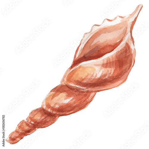 seashells shells marine nature aquatic underwater world wild nature Hand drawn watercolor illustration. Set isolated on white background sketch realistic style