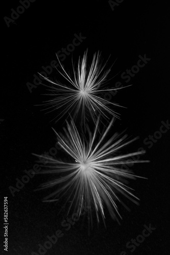 Close up abstract Dandelion, black and white photography
