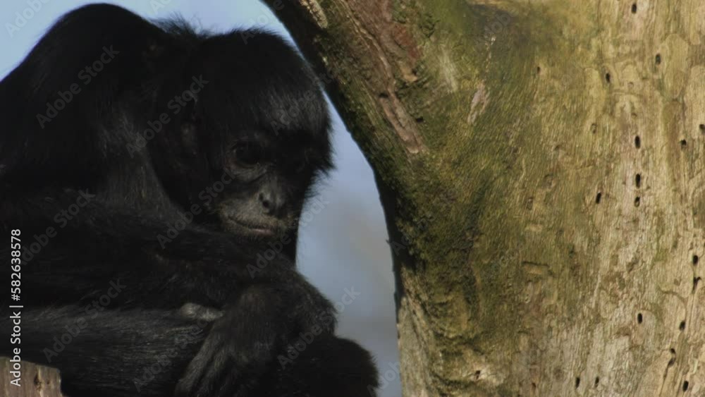The thoughtful Brown-headed Spider Monkey is sitting on a branch. Ateles fusciceps
