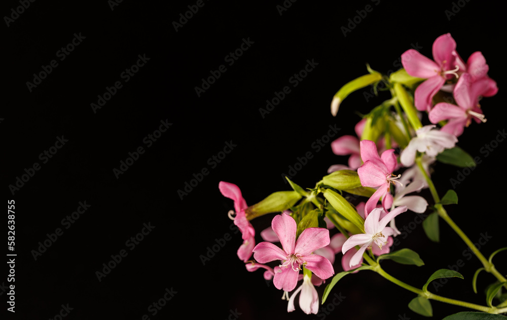 Obraz premium pink and white flowers with black background