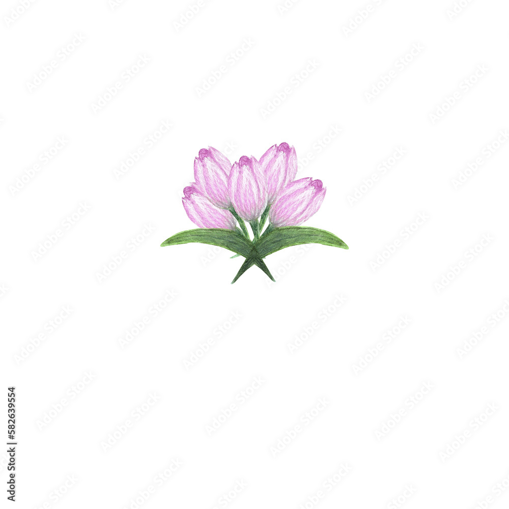 Fototapeta premium Watercolor of composition of tulips. Bouquets of delicate pink tulips and green leaves for the design of invitations, greeting cards, wallpapers.