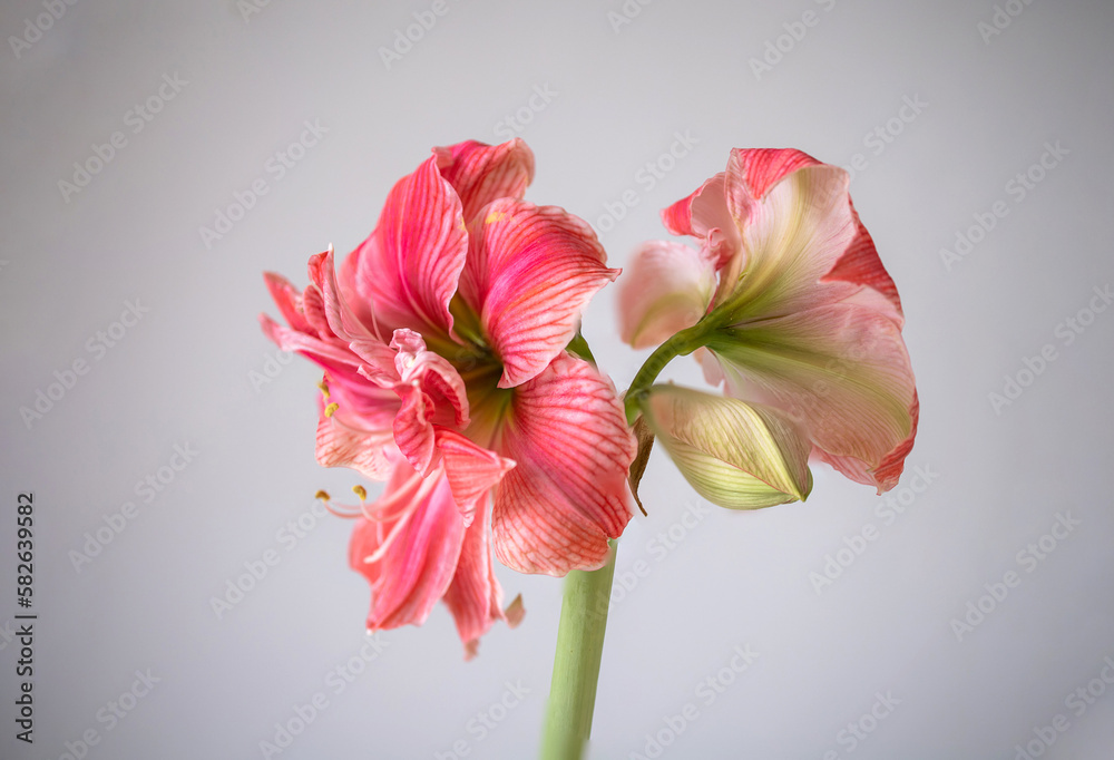 Pink hippeastrum flower. Many petals on a flower. Lush flowering Pink hippeastrum flower. Many petals on a flower. Lush flowering