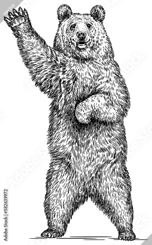 Vintage engrave isolated black bear set illustration ink sketch. American grizzly background asian animal silhouette vector art