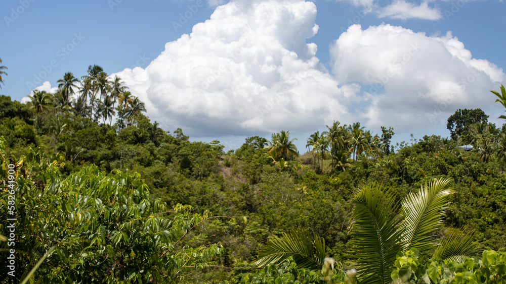 tropical jungle on a sunny day, thickets, forest background tropical jungle on a sunny day, thickets, forest background
