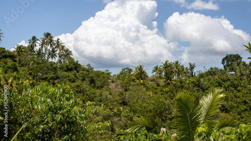 tropical jungle on a sunny day, thickets, forest background