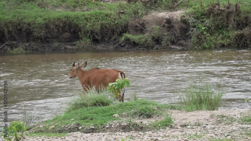 Banteng ,Bos javanicus  living in nature at Huai Kha Khaeng National Park.