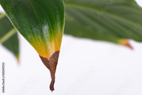 Houseplants diseases. Indoor plants diseases disorders identification and treatment, houseplants sun burn. Damaged leaves 
