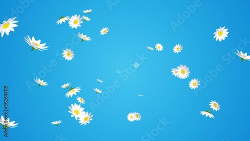 Blowing depth animation, margaret flower particles - Blue color background