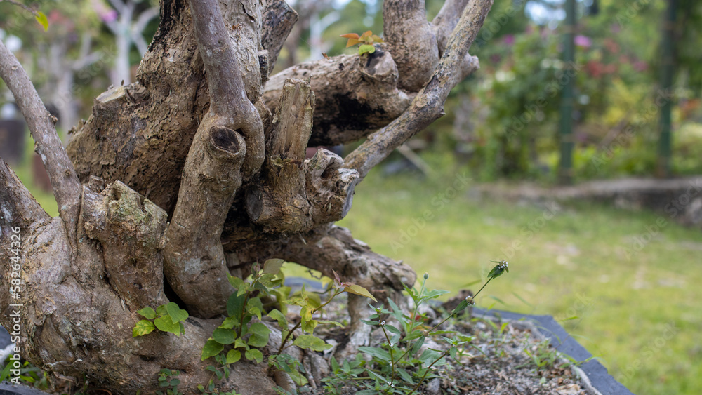 beautiful intertwining tree trunk, bonsai, perennial plant