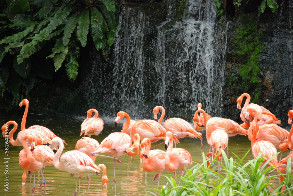 Obraz premium flamingos