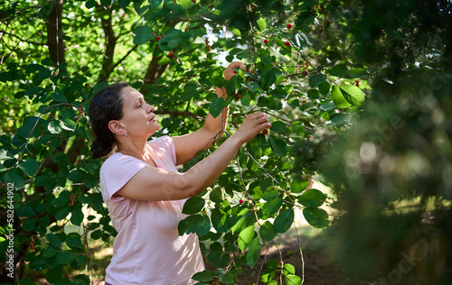 Latin American woman, eco farm worker standing on ladder, gathering mature cherry berries in eco orchard. Harvesting cherries on a hot spring or summer day. Agriculture. Eco farming. People and nature