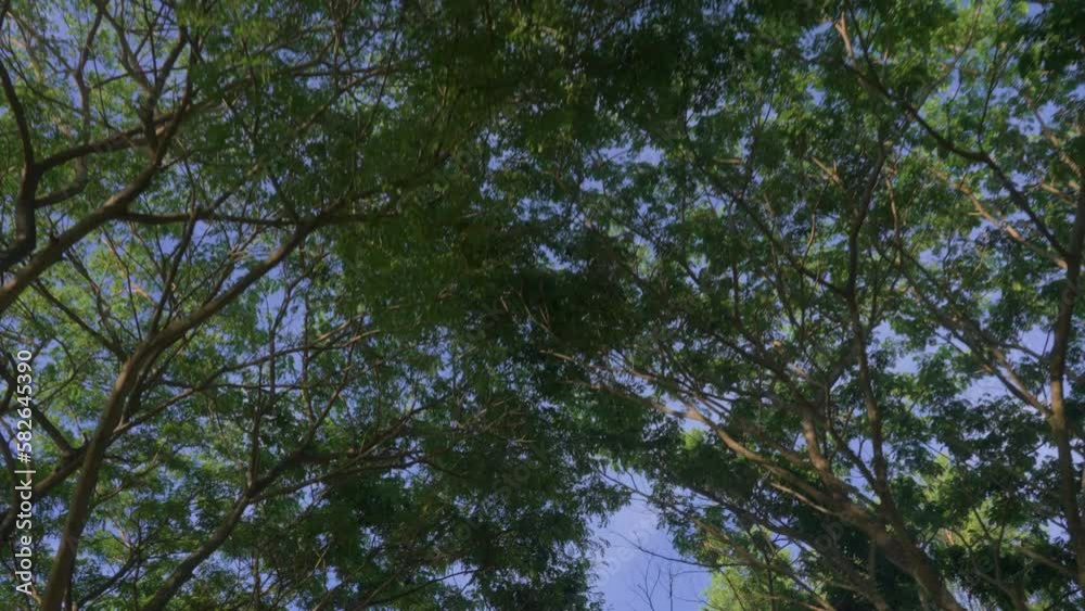 A bottom-up view of the beautiful crowns of trees with green leaves against blue sky on a sunny day. Camera moves smoothly taking pictures of branches of trees of summer garden park. smooth movement A bottom-up view of the beautiful crowns of trees with green leaves against blue sky on a sunny day. Camera moves smoothly taking pictures of branches of trees of summer garden park. smooth movement