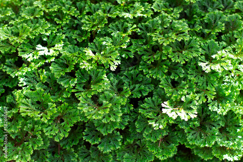 The small green leaves are ideal for making backgrounds. © thaismile