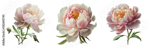 peonies isolated on a transparent background. Spring flowers for layouts, cards, mockups, invitation etc. photo
