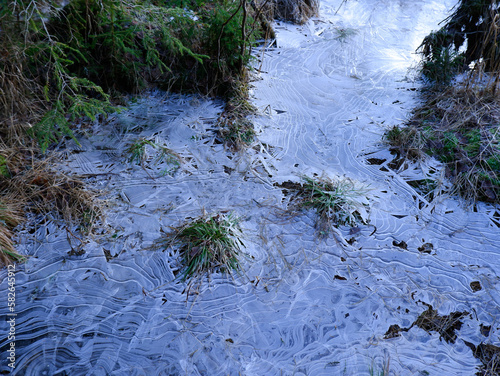 frozen ice on the forest ground