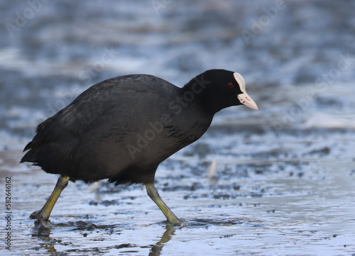 Photography Eurasian coot