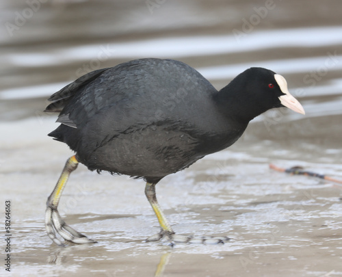 Canvas Print Eurasian coot