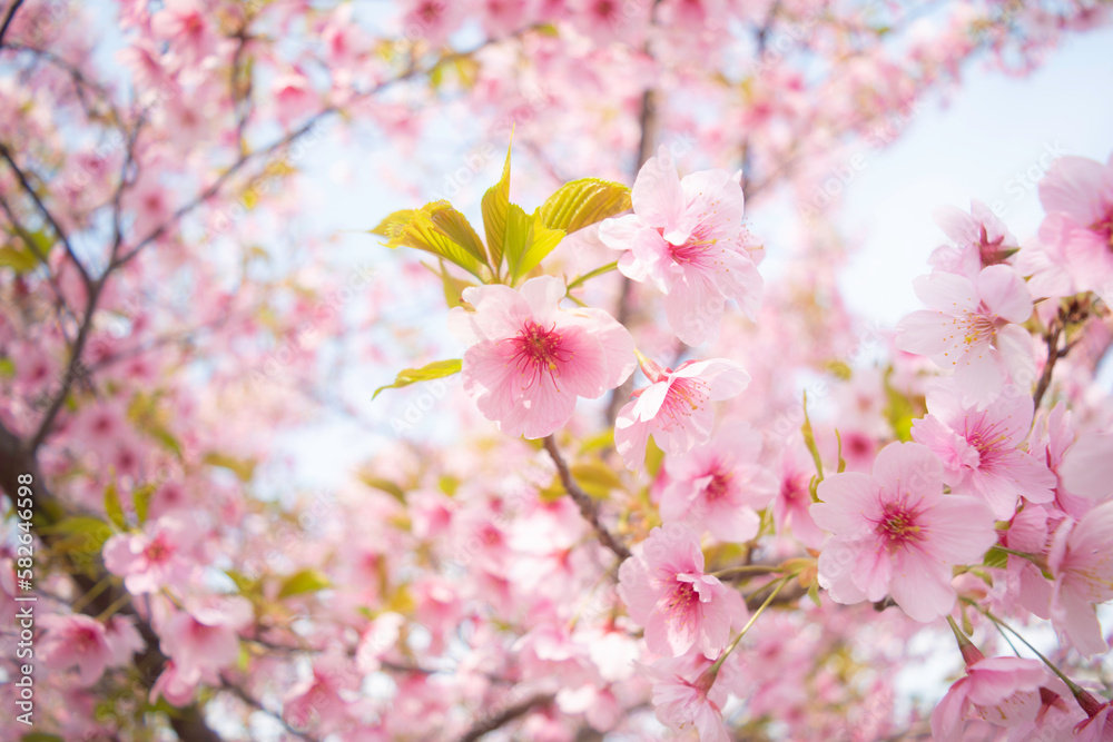 長崎春の桜