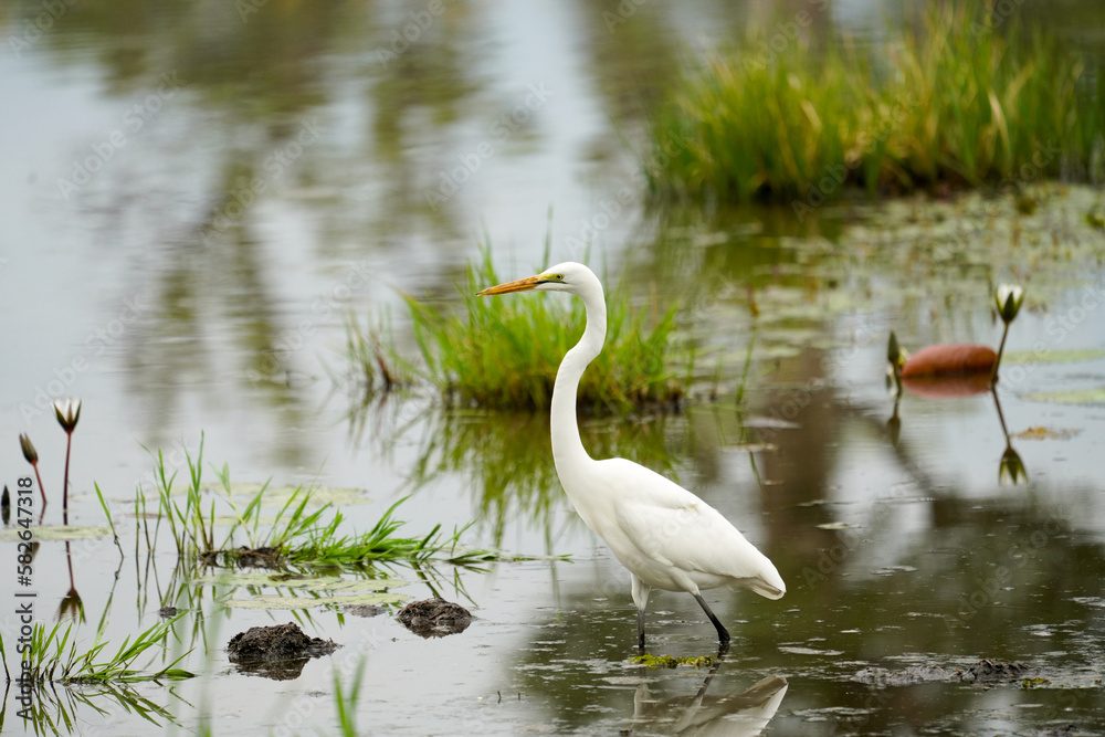 Bird walking in Botswana Bird walking in Botswana