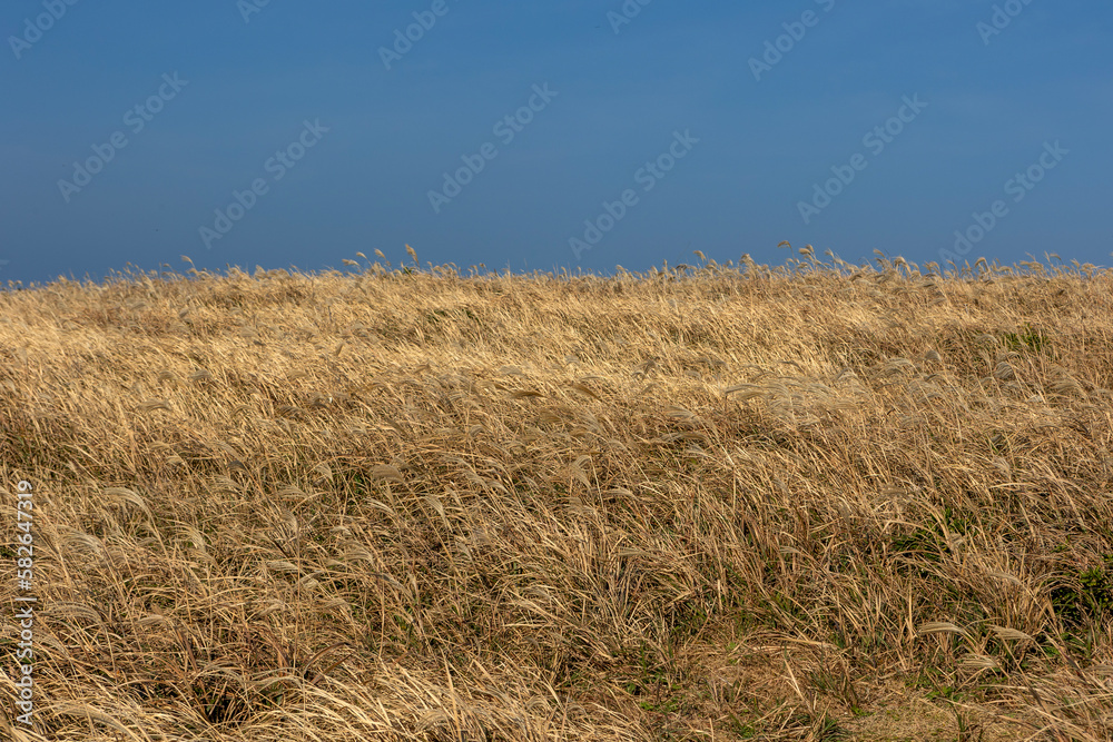 dry reeds and blue sky