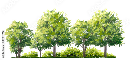 Vector watercolor of forest side view isolated on white background for landscape and architecture drawing  tree elements for environment and garden  painting botanical for exterior section