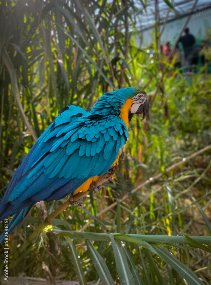 Obraz premium African Parrot..