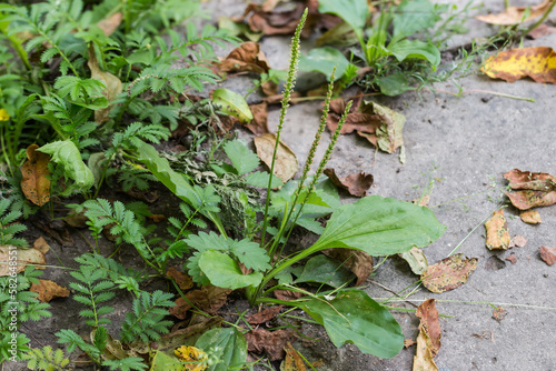 Broadleaf plantain bush and other plants growing in concrete cracks