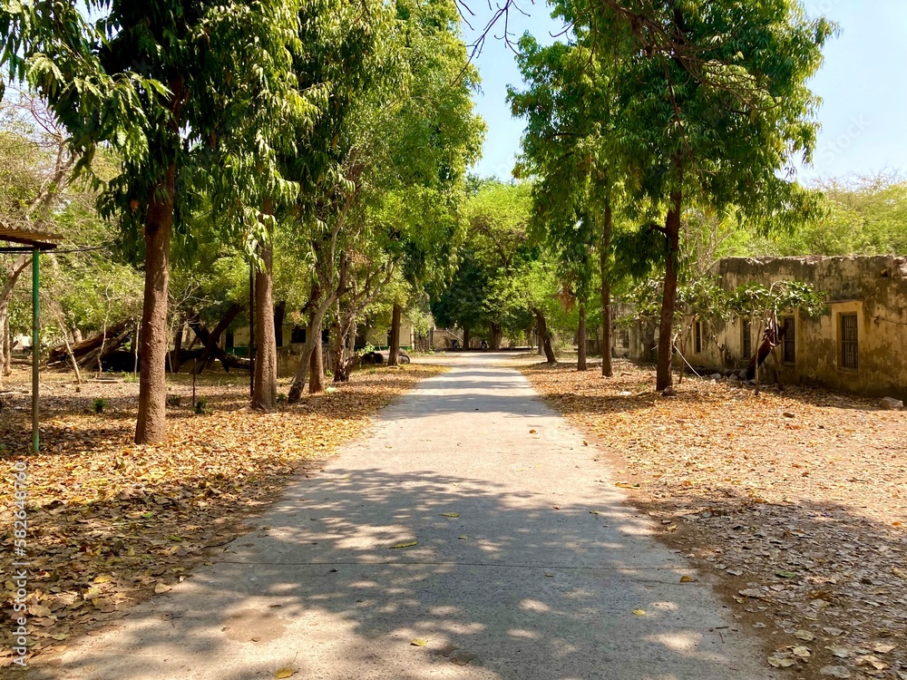 Empty road, straight asphalt under the trees Empty road, straight asphalt under the trees