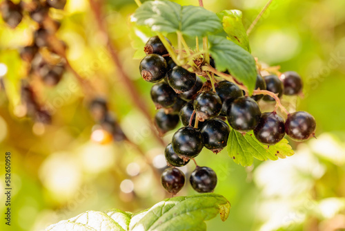 Close-up of ripe black currant on the branch.