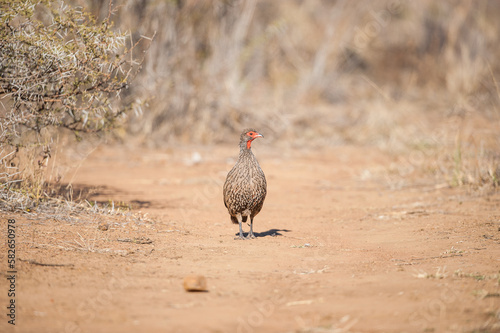 Swainson's spurfowl running down a road © Tyrone