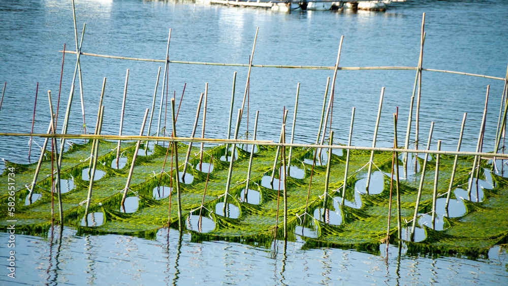 Fototapeta premium 青海苔の養殖いかだ（英虞湾）横長サイズ