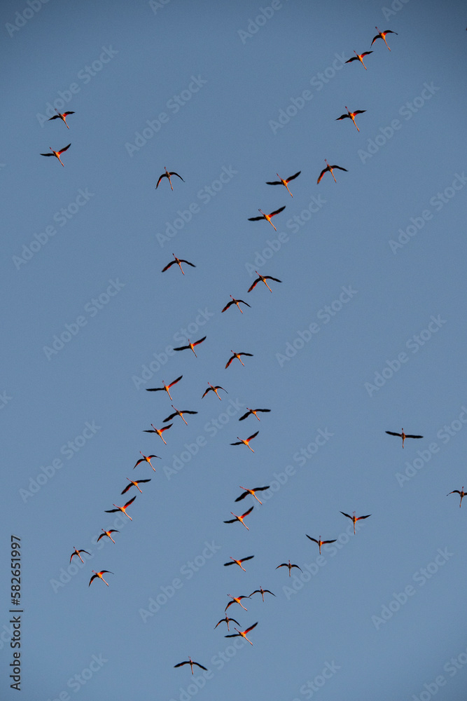 Flamencos en la Albufera de Valencia (España) Flamencos en la Albufera de Valencia (España)