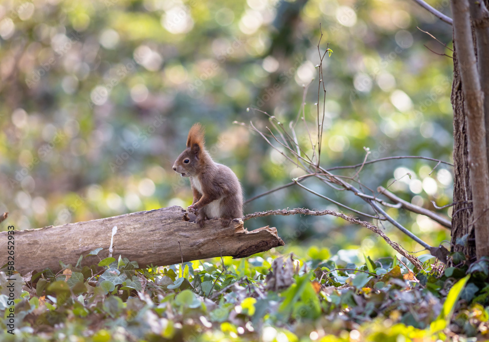 Portät eines braunen Eichhörnchen am Waldboden Portät eines braunen Eichhörnchen am Waldboden