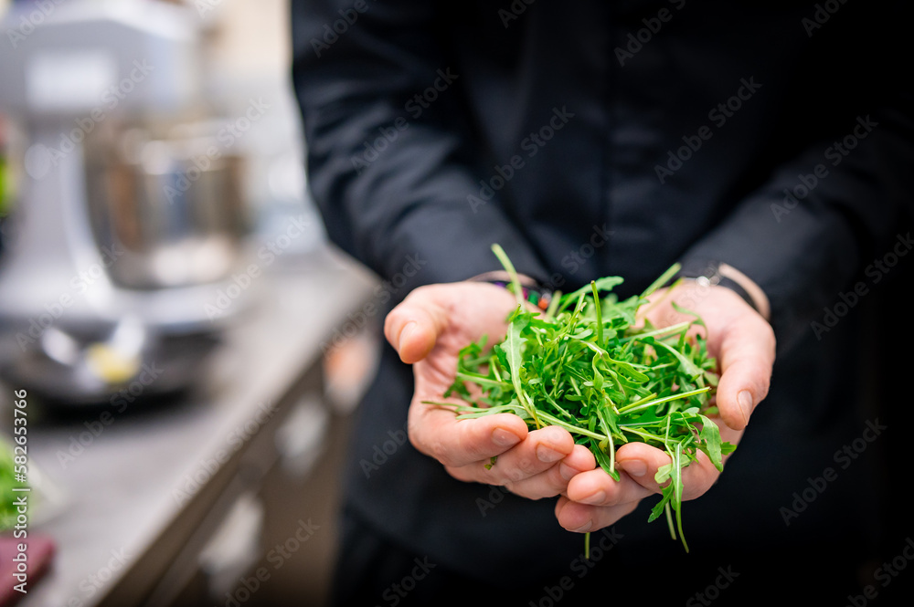 chef man hands hold fresh arugula salad