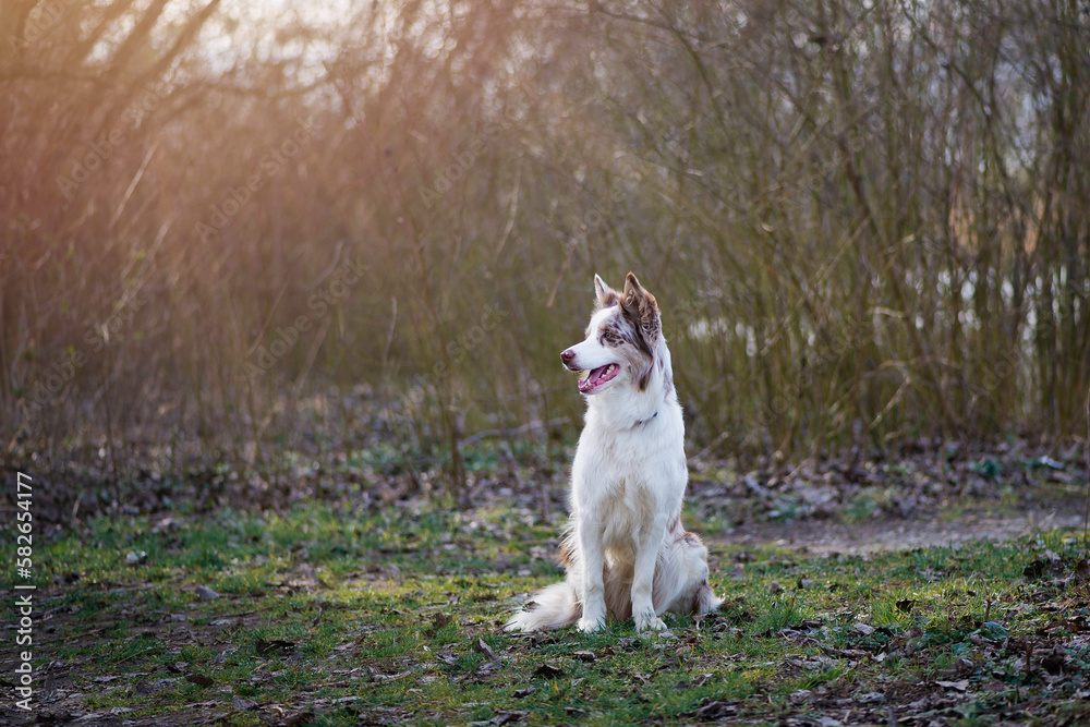 Beautiful shepherd dog, border collie portrait. Dog is sitting in the forest and looking front of it. Color photo.