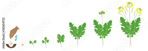 Cycle of growth of arugula plant isolated on a white background.