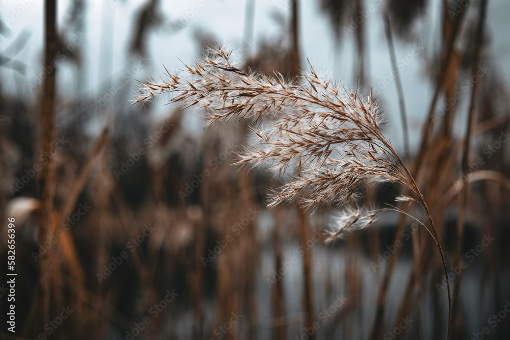 Fototapeta premium Gras