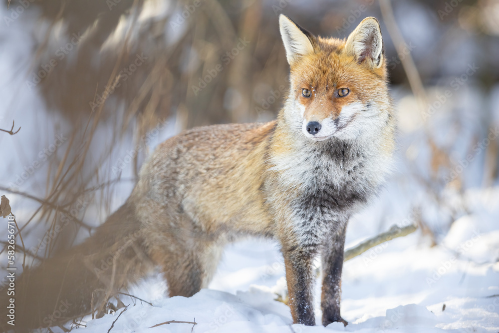 Red Fox (Vulpes vulpes) in winter time . Wildlife scenery. Red Fox (Vulpes vulpes) in winter time . Wildlife scenery.