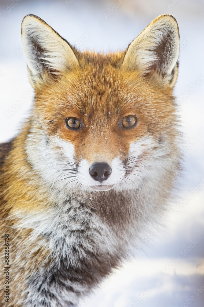 Red Fox (Vulpes vulpes) in winter time . Wildlife scenery. Red Fox (Vulpes vulpes) in winter time . Wildlife scenery.