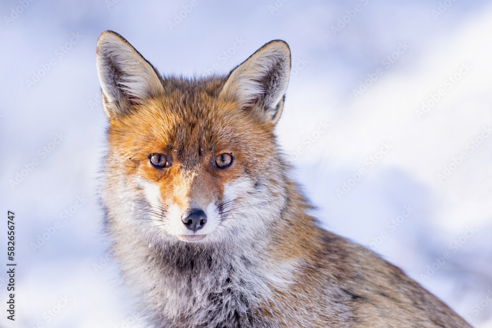 Red Fox (Vulpes vulpes) in winter time . Wildlife scenery. Red Fox (Vulpes vulpes) in winter time . Wildlife scenery.